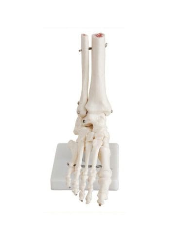 مجسم عظام القدم